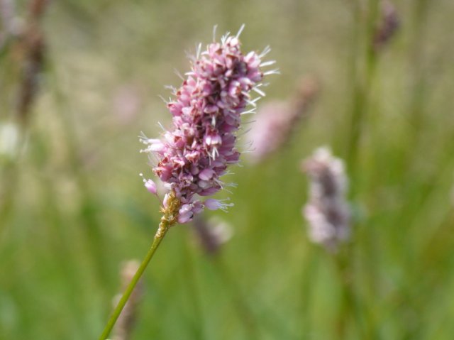 p1040581k