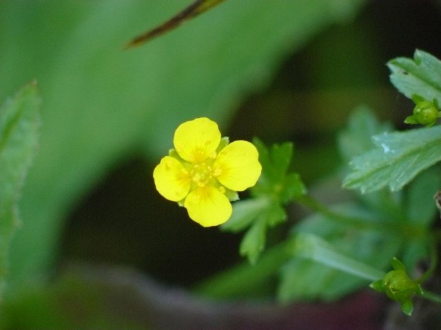 p1040791k